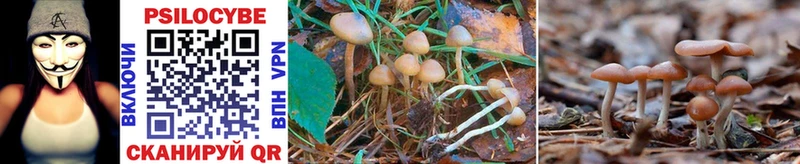 гидра маркетплейс  Буй  Псилоцибиновые грибы Psilocybe 